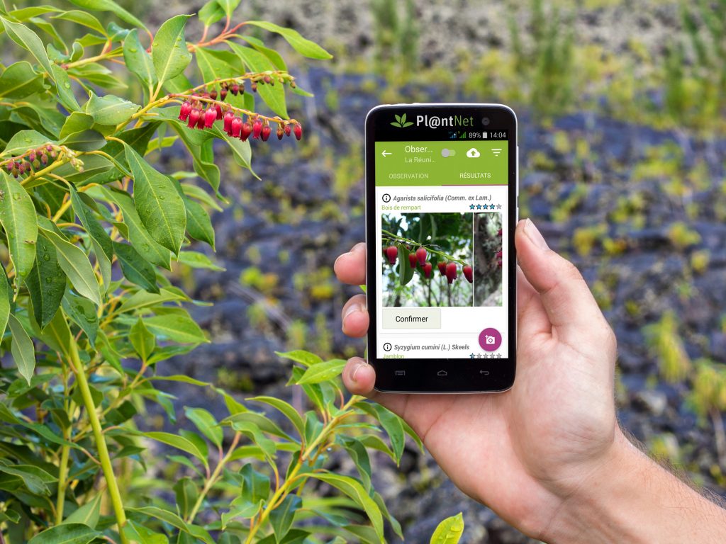 Best Apps For Identifying Plants: Your Green Guide!