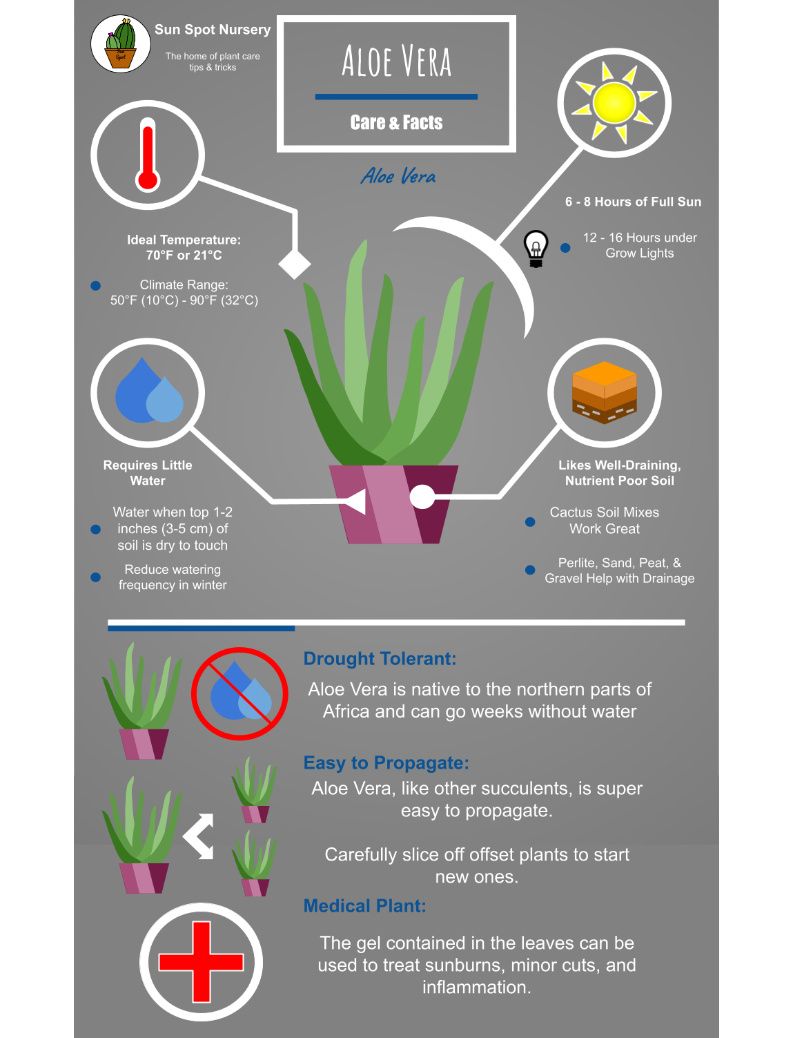 How Do You Take Care Of Aloe Vera Plants: Top Tips Revealed