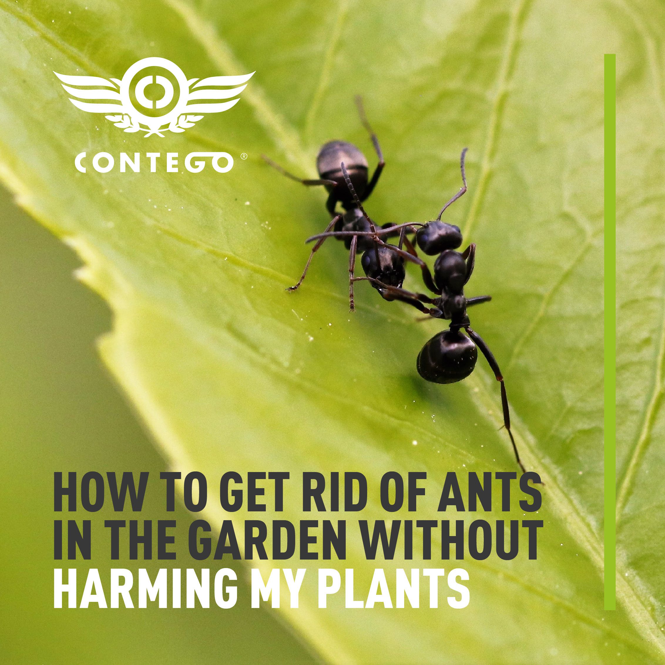 How To Get Rid Of Ants In Your Garden: Proven Tips & Tricks
