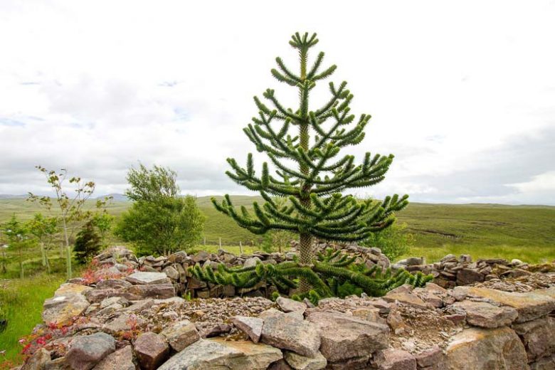 Monkey Puzzle Tree Araucaria Araucana: Nature's Marvel