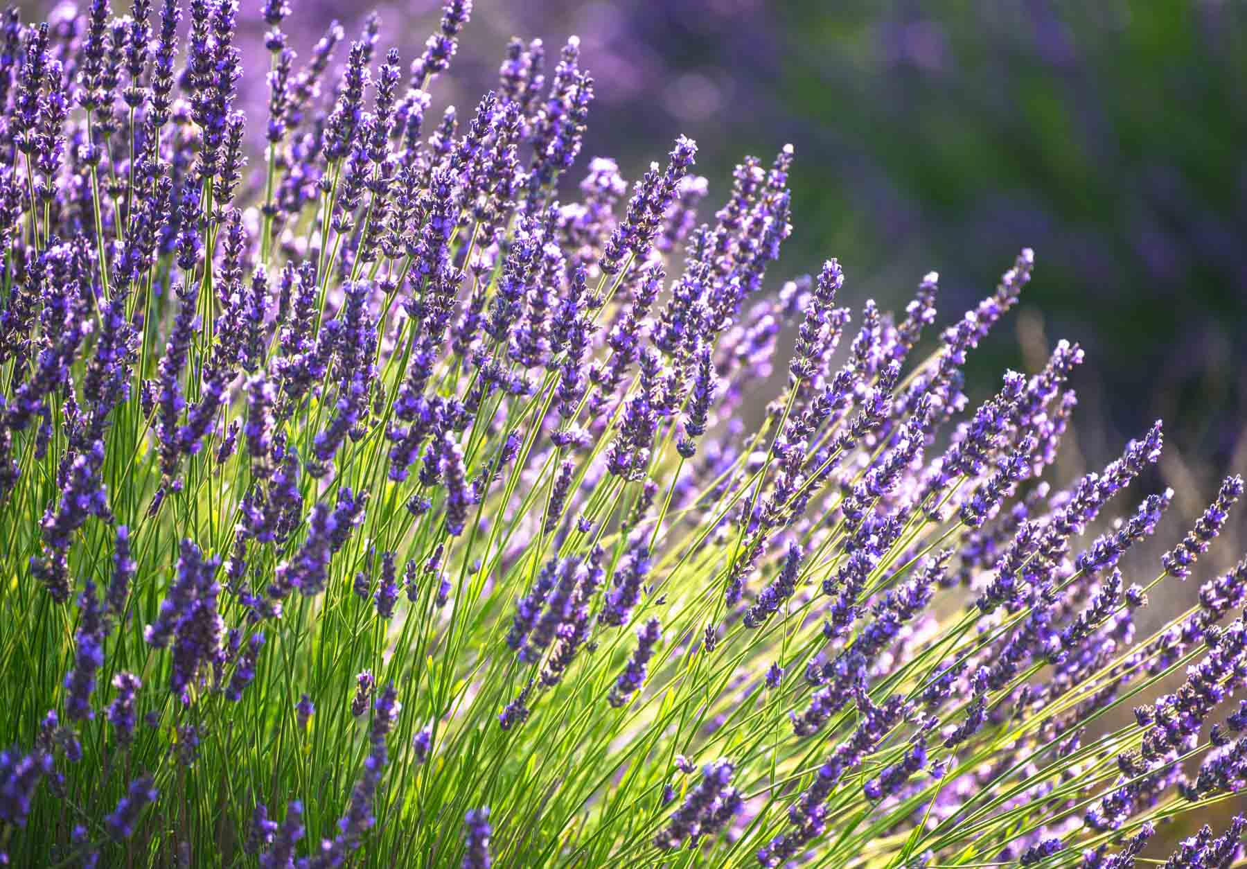 Lavender Plants Growing Conditions: Thrive With These Tips!