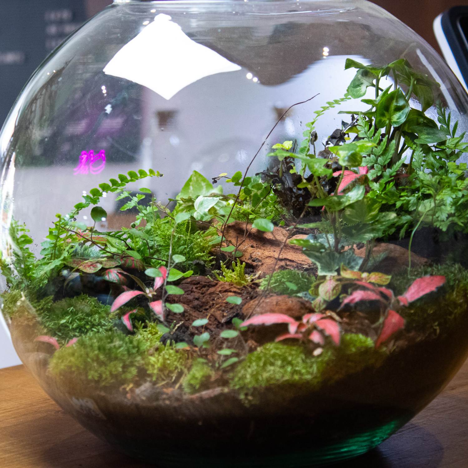 What Are The Best Plants For A Terrarium: Top Picks!