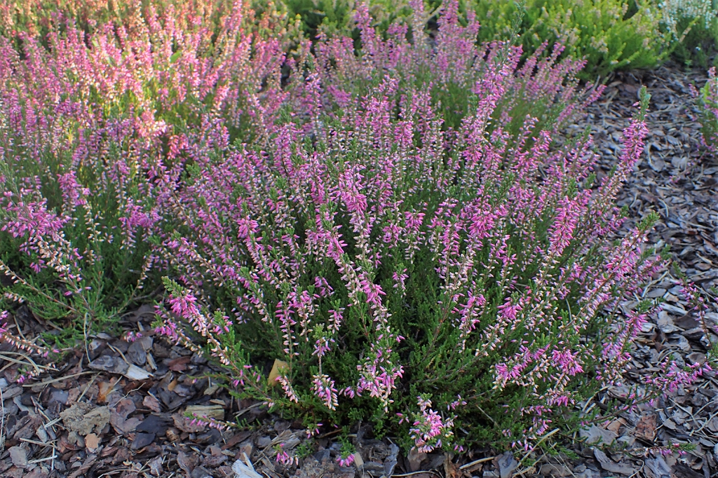 Calluna Vulgaris: Unveiling The Charm Of Scottish Heather