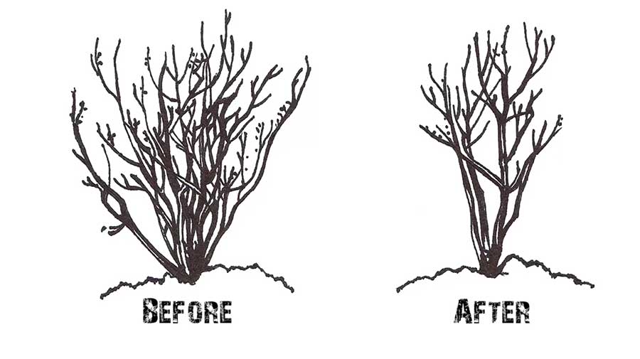 How To Prune Crepe Myrtle Trees: Expert Tips Unveiled