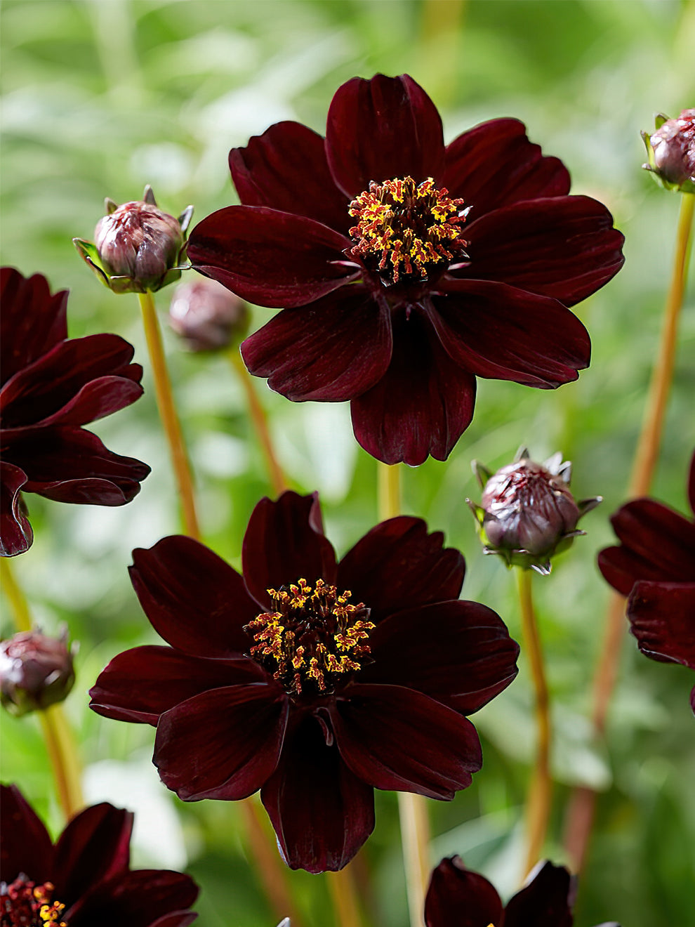 Cosmos Atrosanguineus Chocolate Cosmos: Blooming Secrets