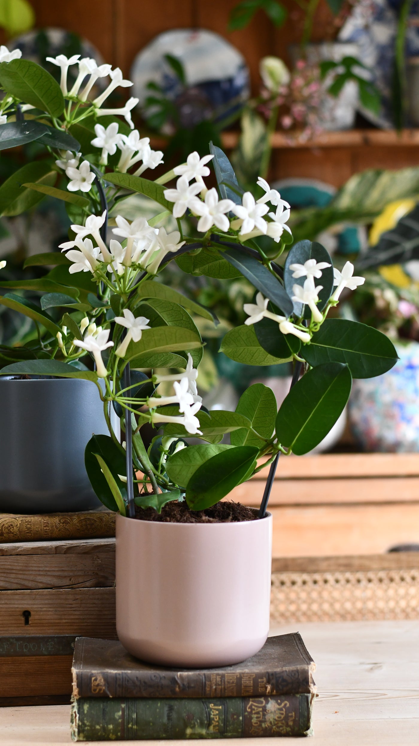 Madagascar Jasmine Stephanotis Floribunda: Cultivating Elegance