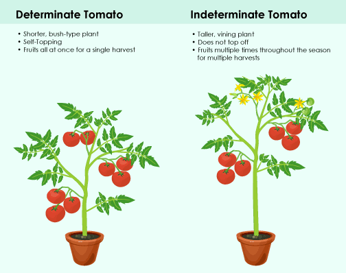 Indeterminate Vs Determinate Tomato Plants: Grow Smarter!