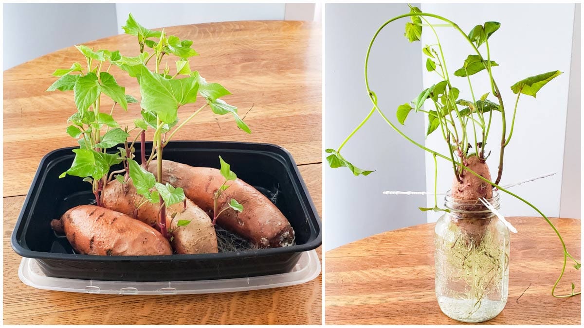 How To Grow Sweet Potatoes From A Sweet Potato: Yield Secrets!