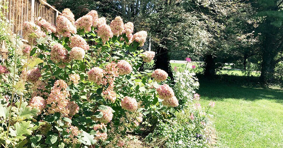 When To Prune A Limelight Hydrangea: Best Season Tips