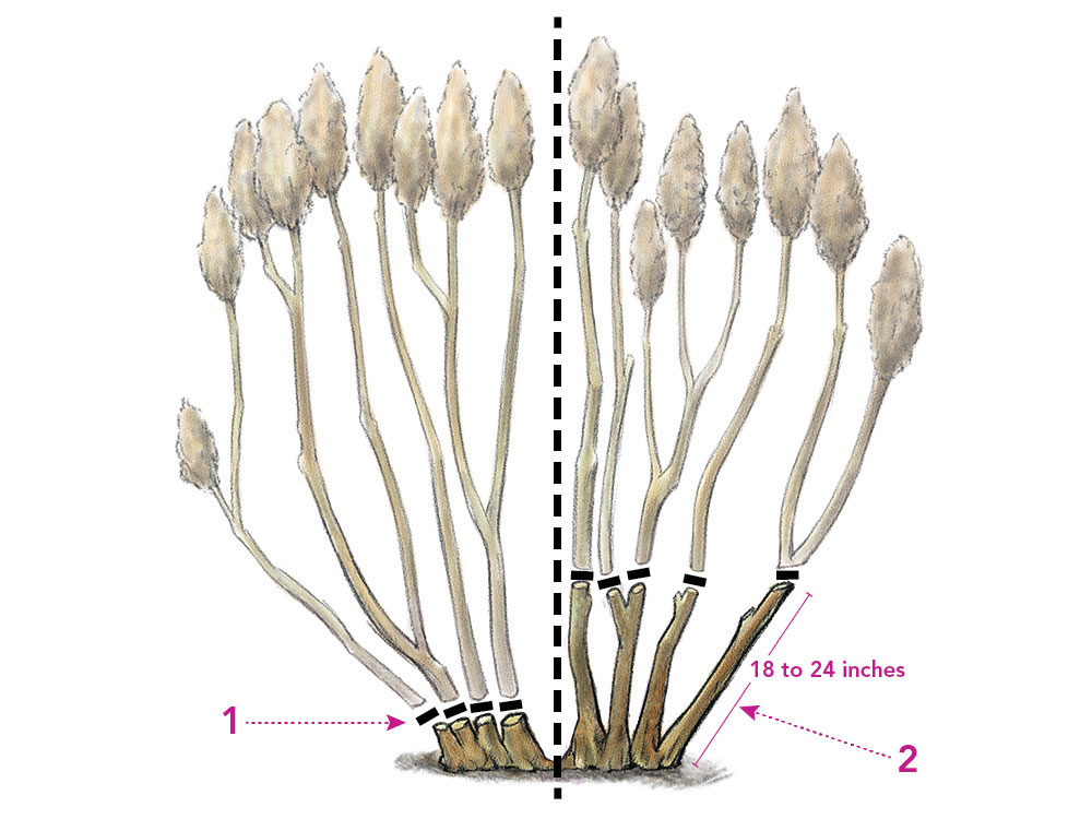 How Do You Prune Hydrangea Bushes: Essential Tips & Tricks