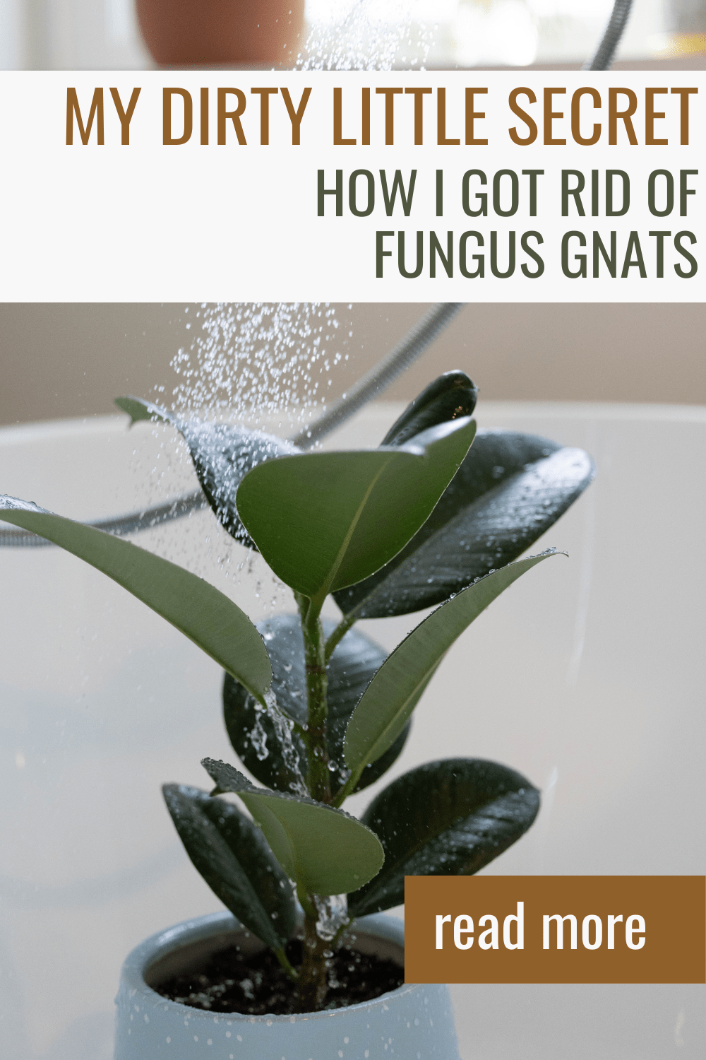 How To Get Rid Of Gnats From Houseplants: Pro Tips & Tricks