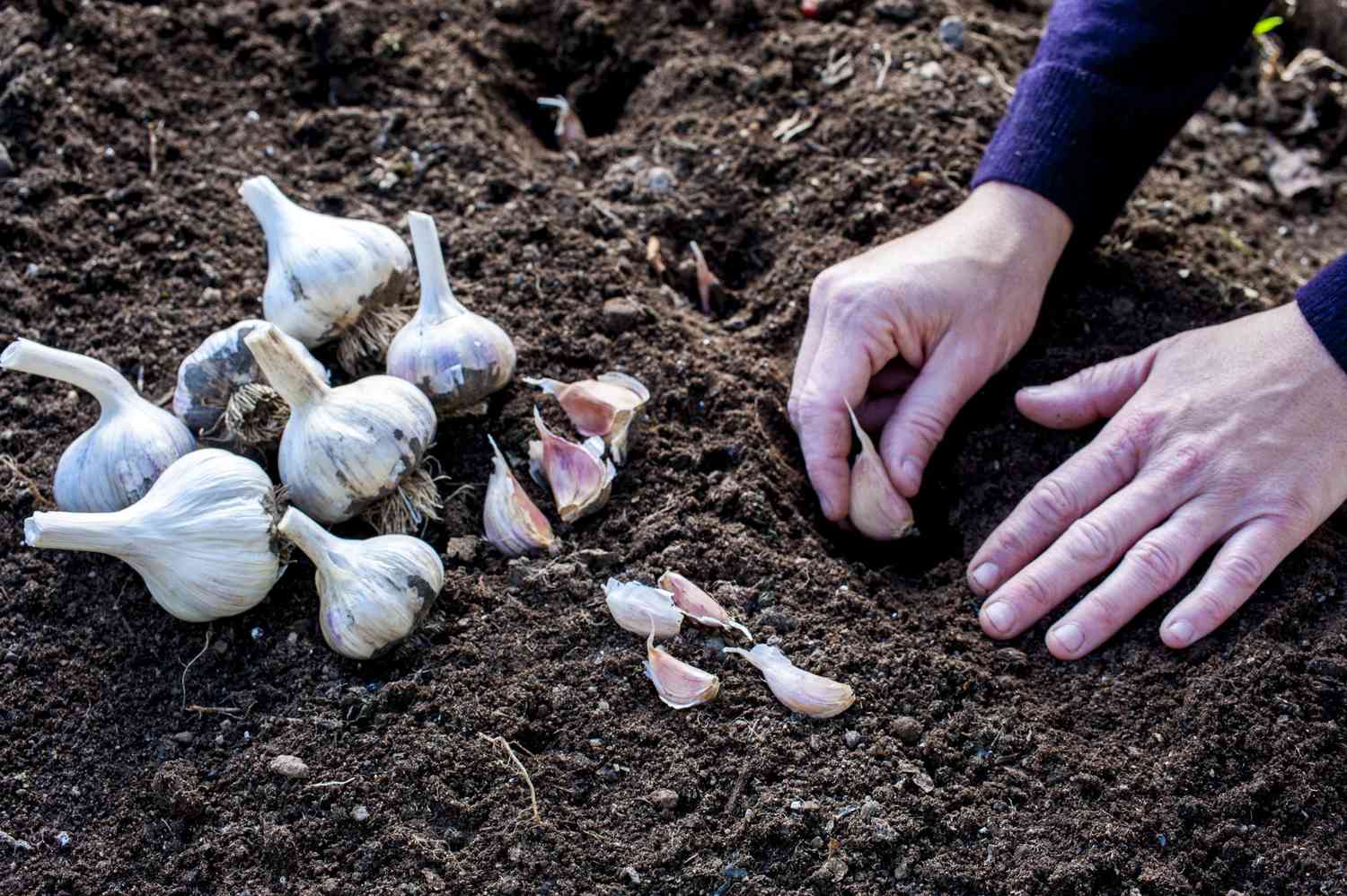 How Do You Plant Garlic From Cloves: Easy Growth Guide