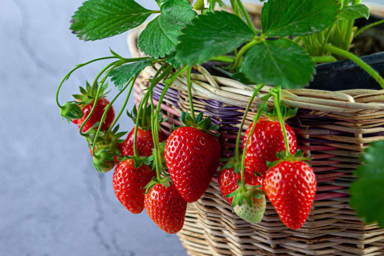 How To Take Care Of A Strawberry Plant: Expert Tips Revealed