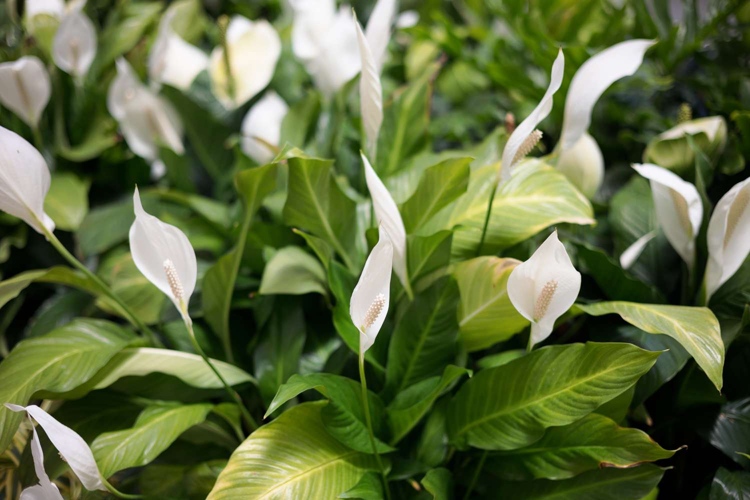 How To Care For Peace Lily Indoor Plant: Expert Tips!