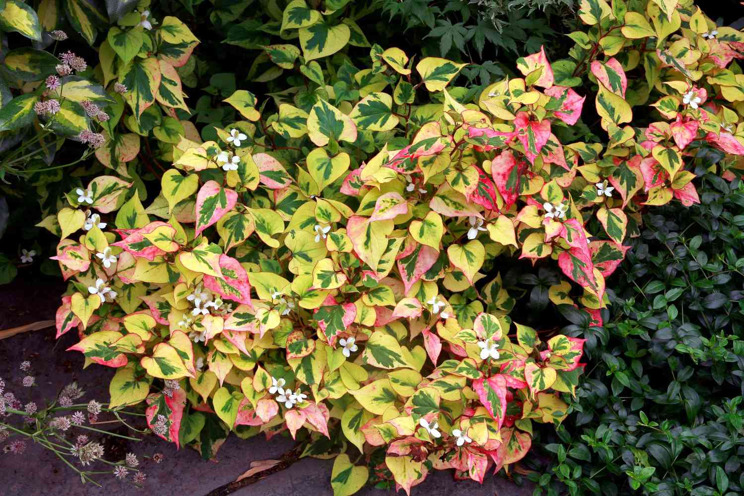 Houttuynia Cordata Chameleon Plant: Growth Secrets Unveiled