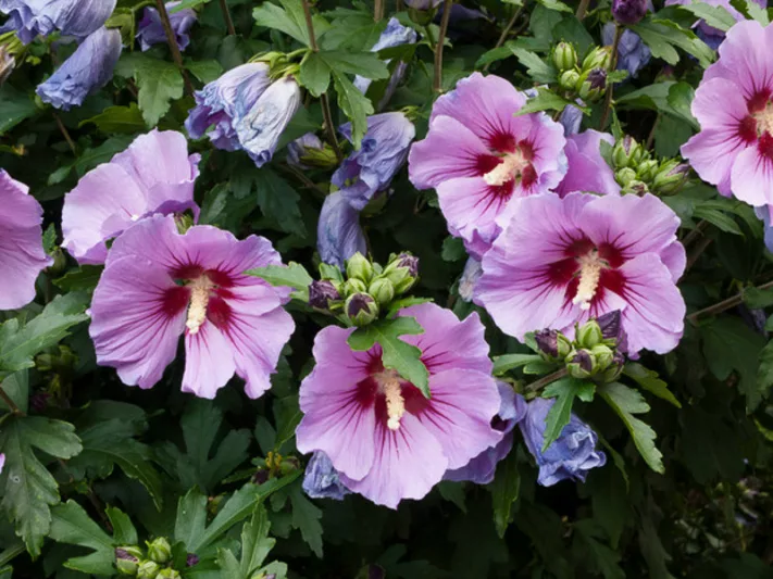 Hibiscus Syriacus Rose Of Sharon: Vibrant Garden Marvel