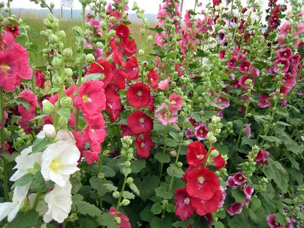 Does Hollyhock Come Back Every Year? Perennial Secrets Revealed!