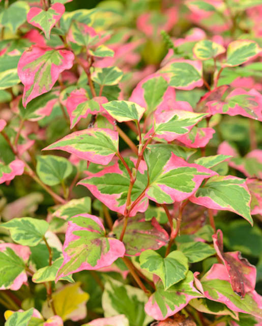 Houttuynia Cordata Chameleon Plant: Growth Secrets Unveiled