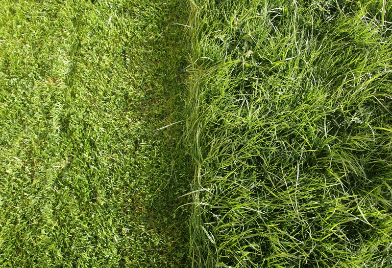 How Long Does It Take To Grow A Lawn: Quick Tips For Growth