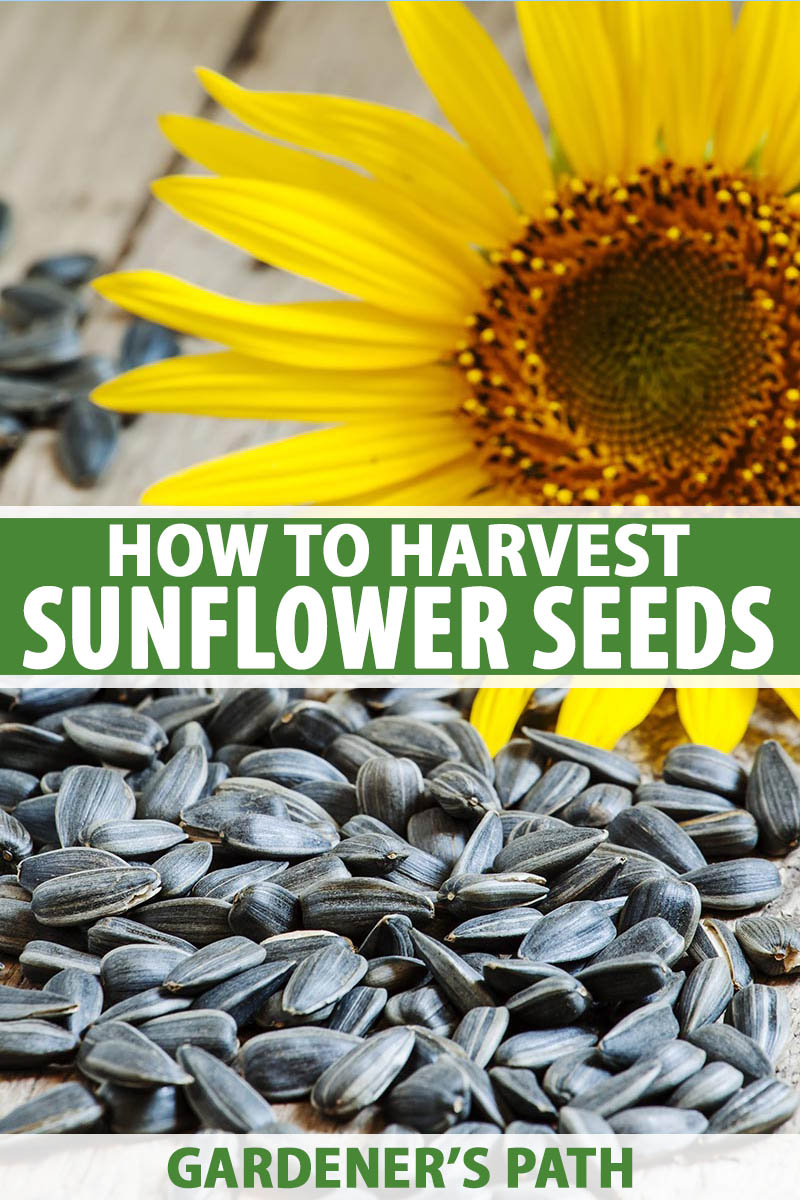 How To Grow Sunflower Plant From Seed: Easy Guide & Tips