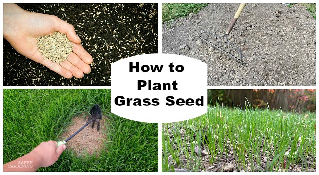 How Long Does It Take For Grass Seed To Germinate: Quick Guide