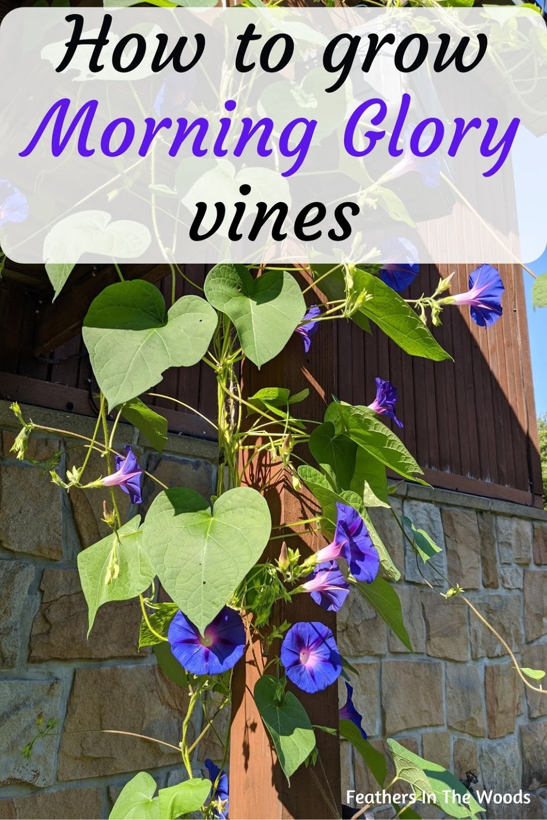 How To Grow Morning Glory From Seeds: Easy Steps Guide
