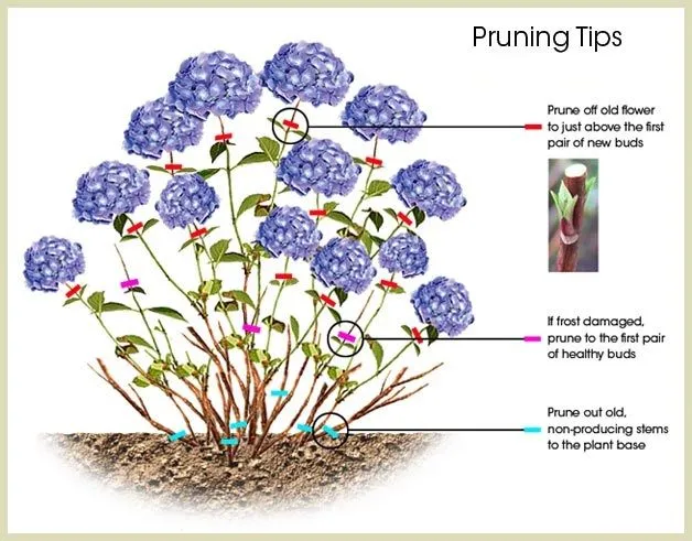 How To Cut Back Hydrangeas: Expert Pruning Guide