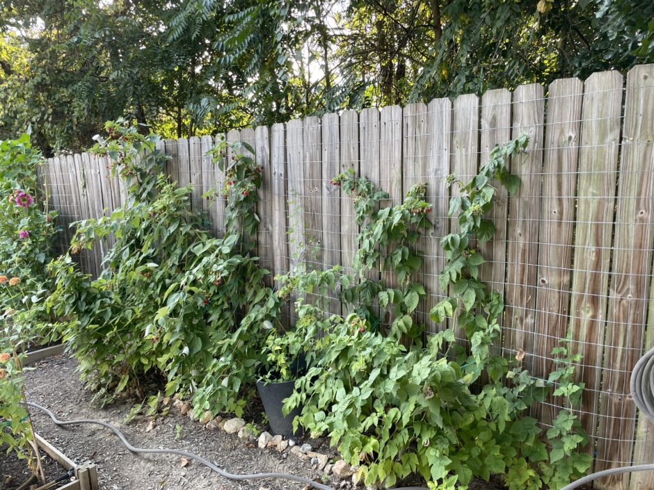 Raspberry Plants How To Grow: Lush Berries Made Simple