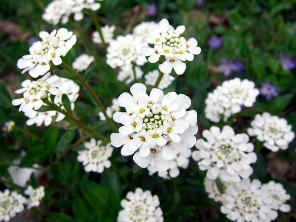 Iberis Sempervirens Guide: Thriving Evergreen Candytuft Tips