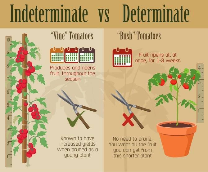 Determinate Or Indeterminate Tomatoes: Grower's Guide