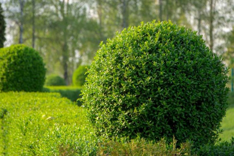 Ligustrum Vulgare (Common Privet): Ultimate Care Guide