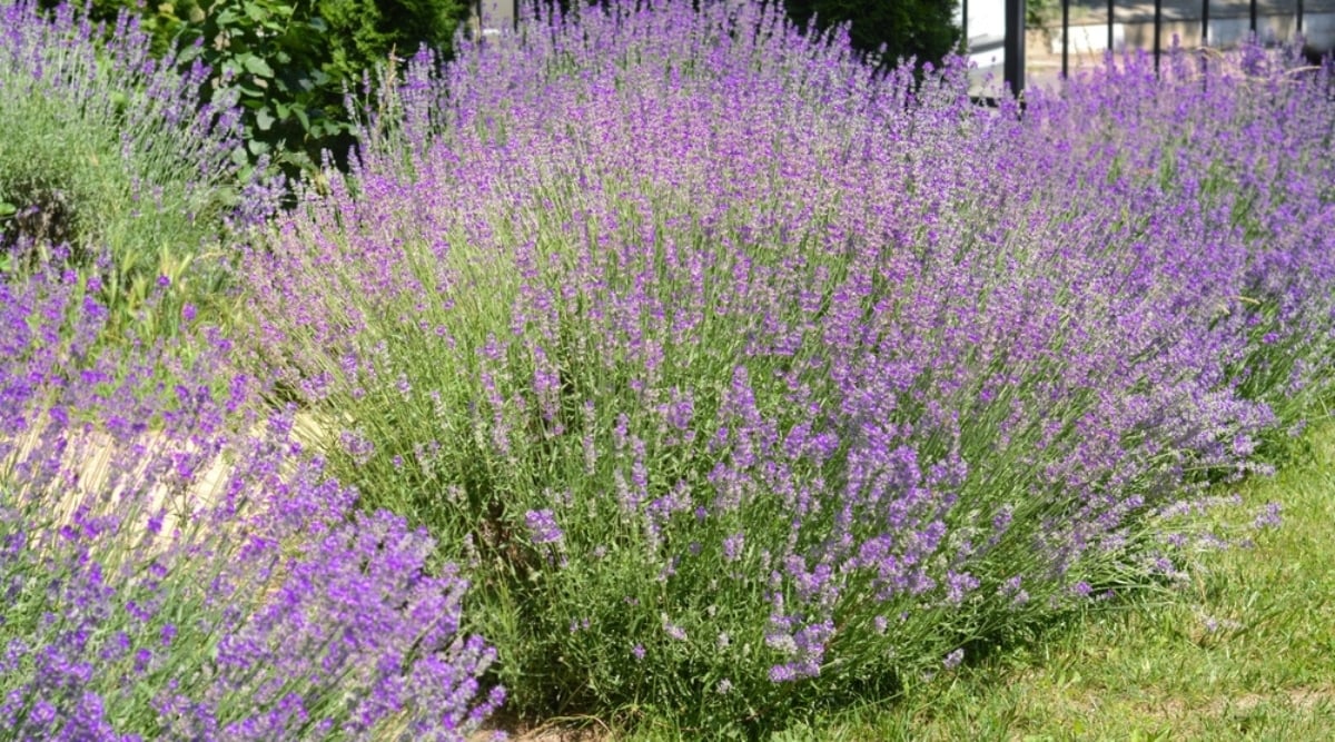 How Long Does It Take Lavender To Grow: Quick Guide!