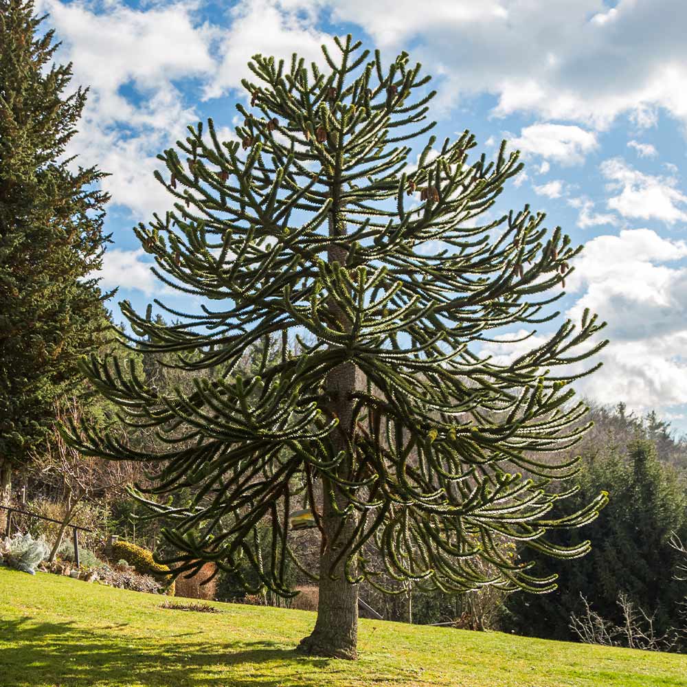 Monkey Puzzle Tree Araucaria Araucana: Nature's Marvel