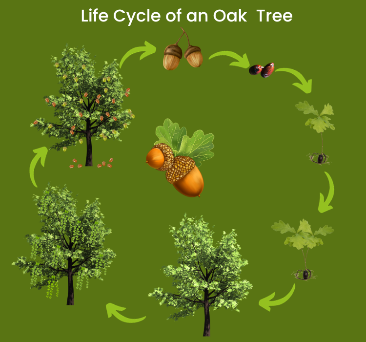 How Long Does It Take Oak Trees To Grow: Rapid Growth Insights