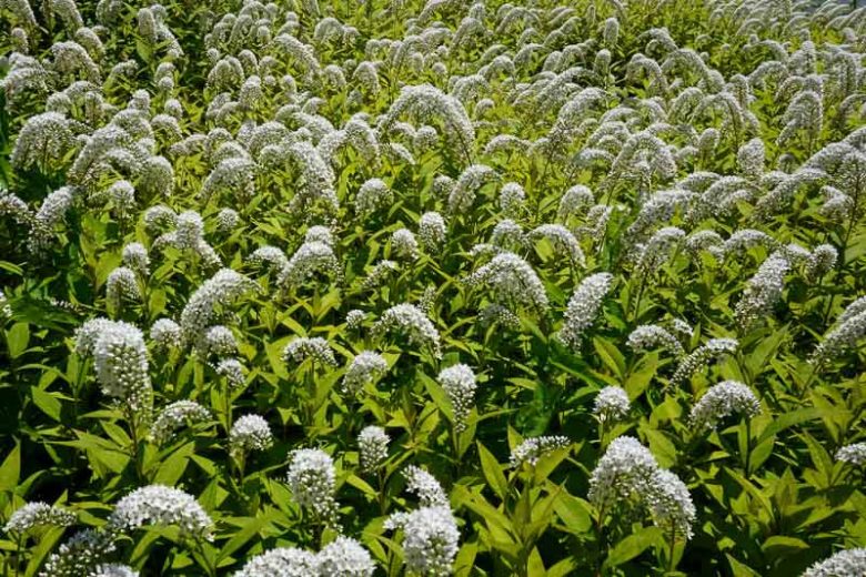 Lysimachia Clethroides: Vibrant Gardening Marvel