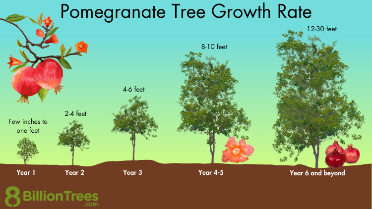 How Long Does A Pomegranate Tree Take To Grow: Quick Guide