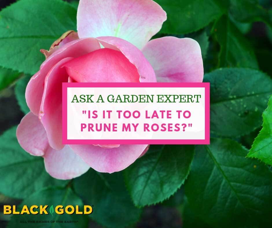 When Is It Too Late To Prune Roses: Crucial Timelines Unveiled