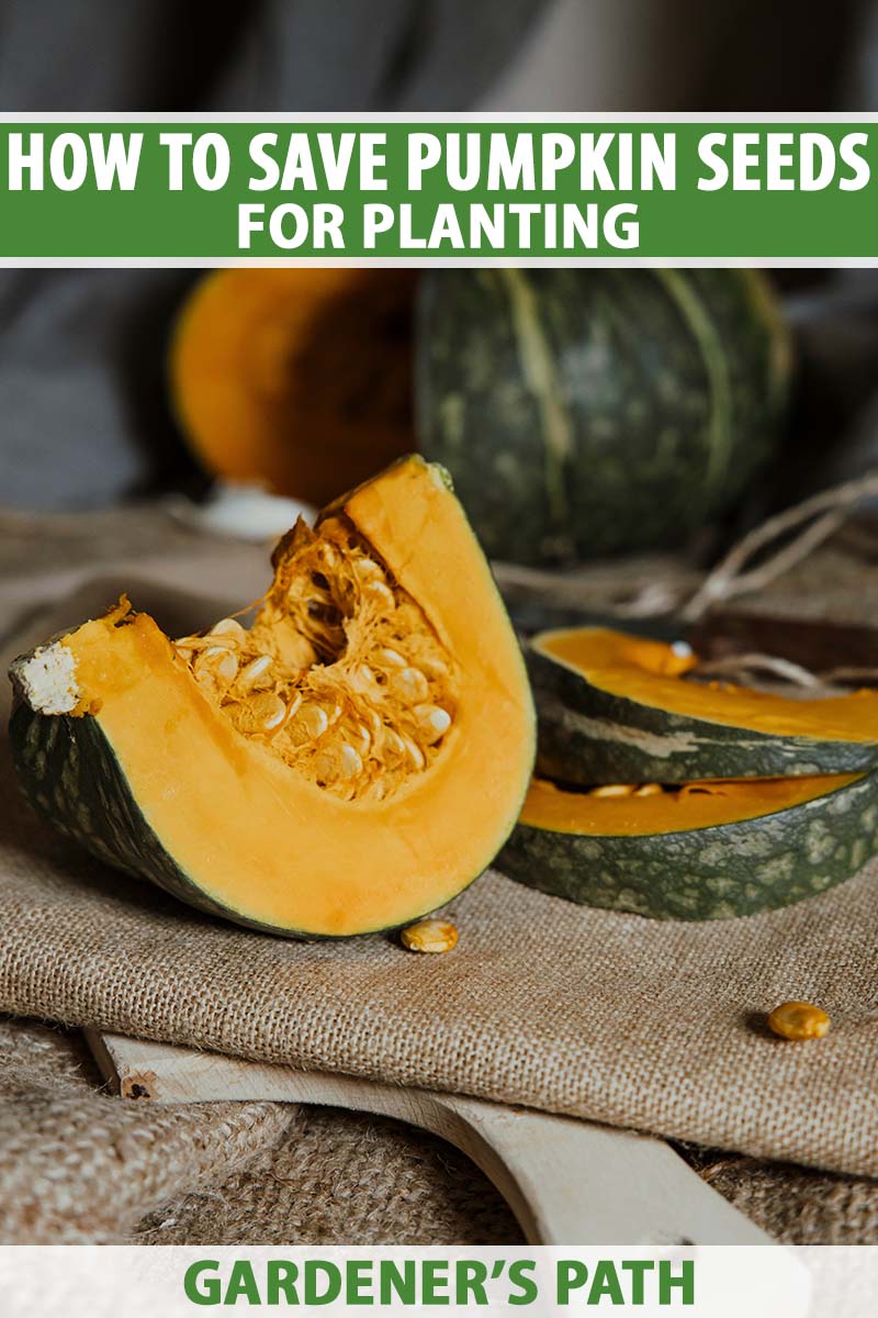 How Do You Grow Pumpkins From Seeds: Proven Tips For A Bountiful Harvest