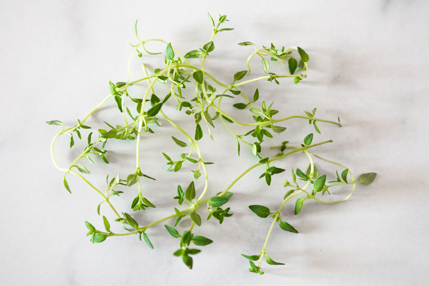 What Does Thyme Look Like? Unveil Its Herbal Charm!
