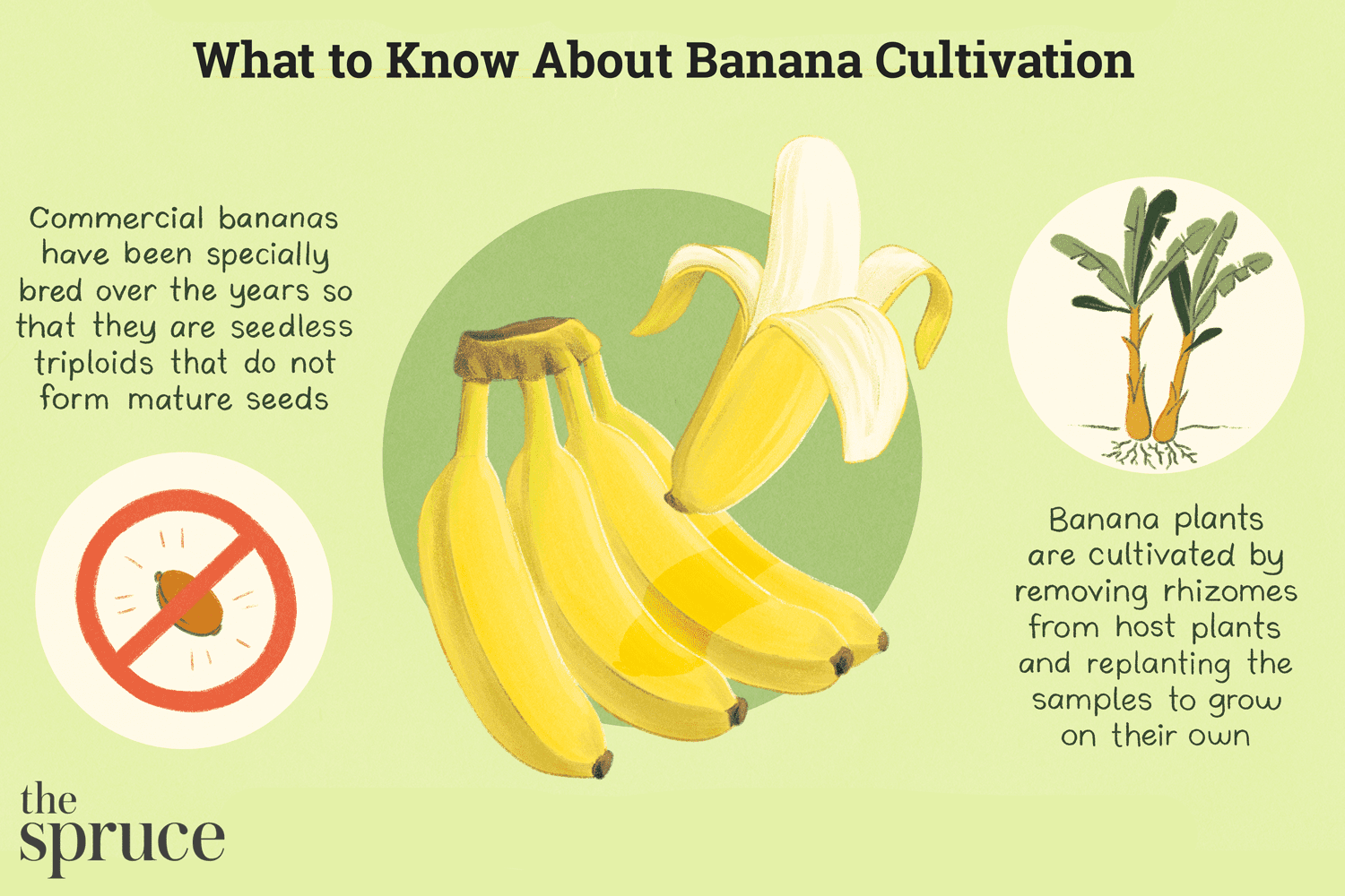 How To Grow Banana Tree From Banana: Easy Success Tips