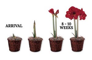 How Do You Plant An Amaryllis Bulb: 5 Pro Tips For Blooms