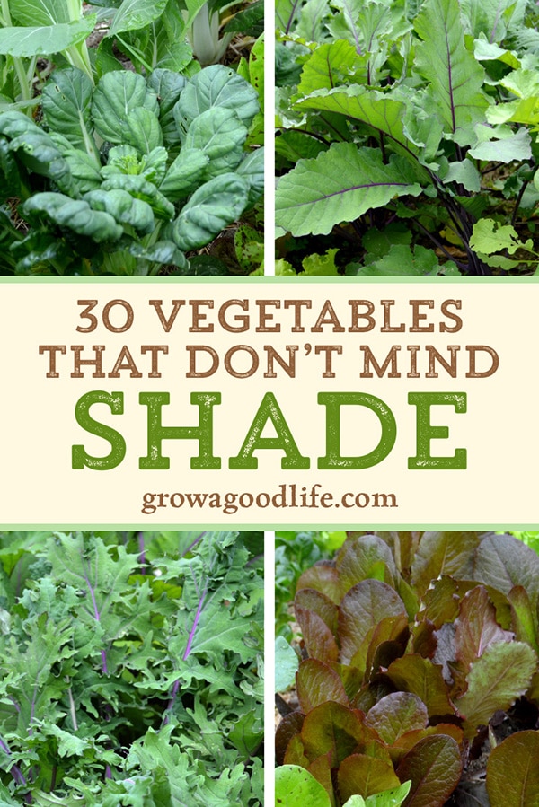 Vegetable Plants That Grow In Shade: Top Picks For Dim Gardens