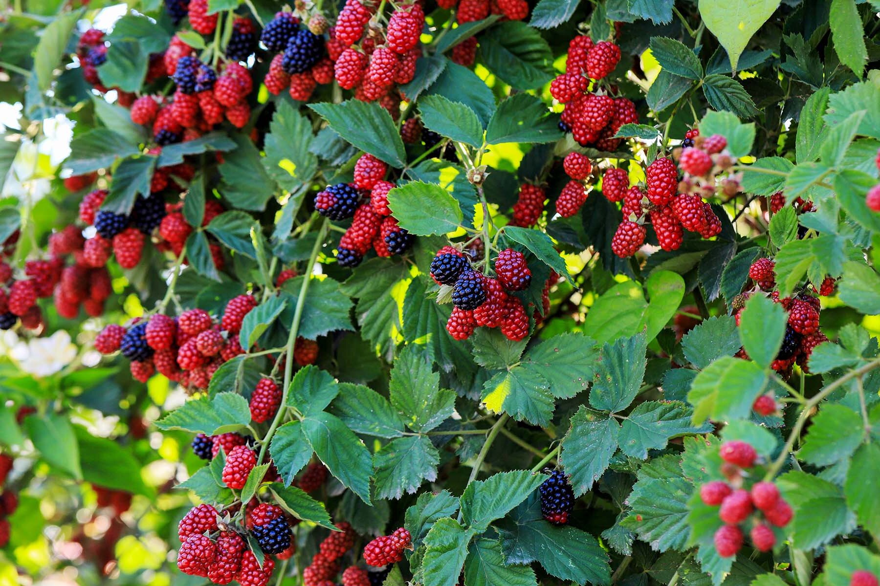 How Raspberries Are Grown: Essential Tips For Juicy Harvests