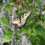Agastache Foeniculum Anise Hyssop Gardening Gold