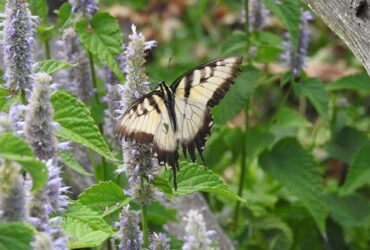 Agastache Foeniculum Anise Hyssop Gardening Gold