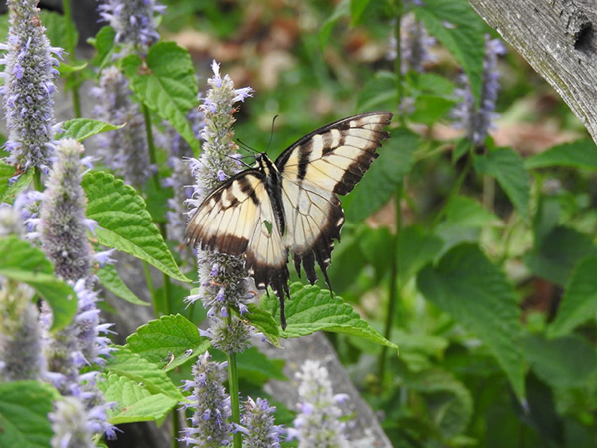 Agastache Foeniculum Anise Hyssop Gardening Gold