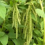 Amaranthus Caudatus Love Lies Bleeding Stunning Growth Tips