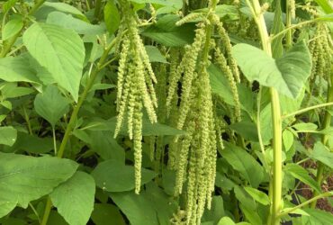 Amaranthus Caudatus Love Lies Bleeding Stunning Growth Tips
