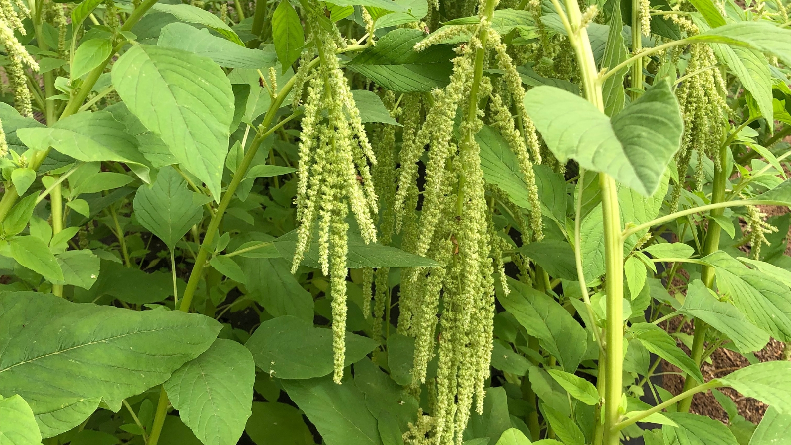 Amaranthus Caudatus Love Lies Bleeding Stunning Growth Tips