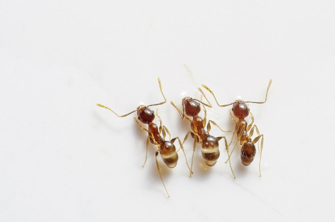 Does Diatomaceous Earth Kill Ants: Proven Pest Control